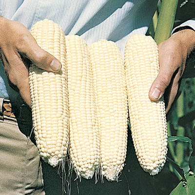 WILLVINE ROX -II White Hybrid Corn Sweet-[500g] Seed(2000 per packet)