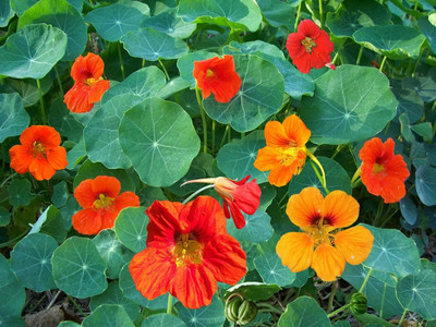 Aywal Nasturtium Double Mix Flower Seed(37 per packet)