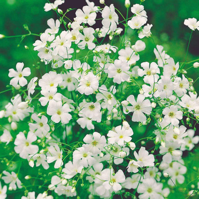 ACCELCROP Gypsophila Mix Color Flower Seed(84 per packet)