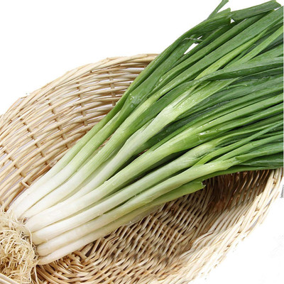KNESSiN Shallot Green Onion Seed(1250 per packet)