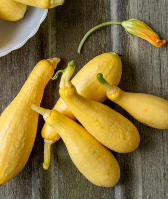 Qualtivate JXL-8AT Saffron Summer Squash Seed(30 per packet)