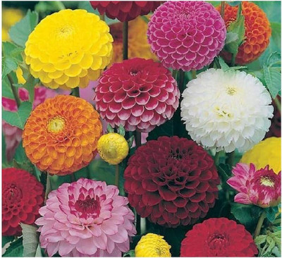 LPR DAHLIA Seed(50 per packet)