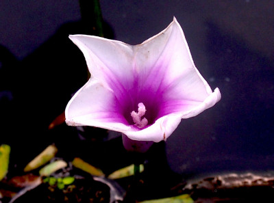 ZIXA Ipomoea aquatica Seed(10 per packet)