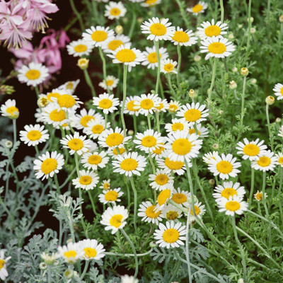 CYBEXIS XLR-23 - Roman / German Chamomile - (2250 Seeds) Seed(2250 per packet)