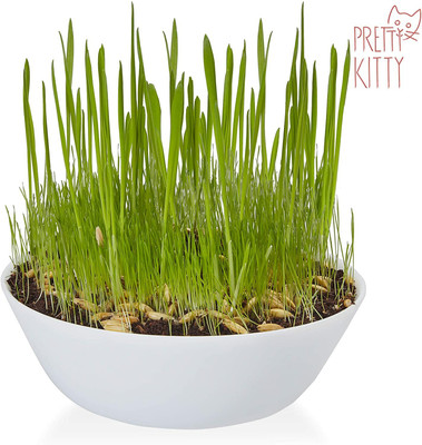 CYBEXIS Cat Treat – Fibre Supplement for Cats – Cat Grass Seed Fast Growing700 Seeds Seed(700 per packet)