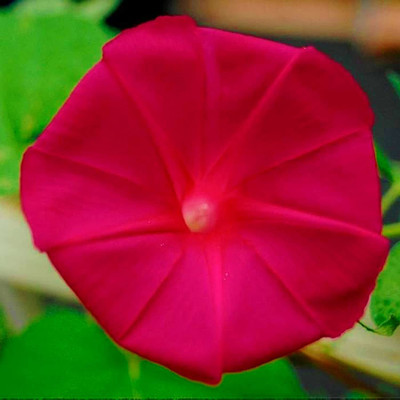 CYBEXIS LX-30 - Morning Glory ‘Mix’ F1 Hybrid Flower - (100 Seeds) Seed(100 per packet)