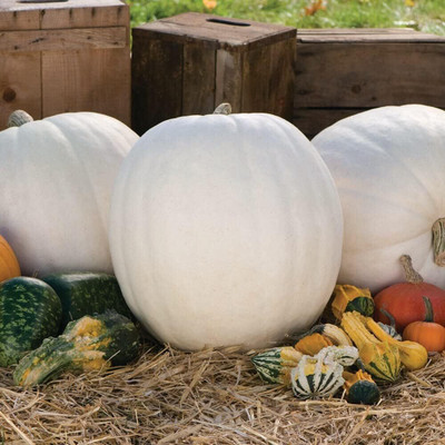 Qualtivate RES-1A Casper White Pumpkin Seeds Seed(50 per packet)
