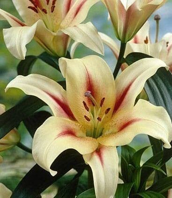 Cloud Farm Lily Plant Seed(10 per packet)