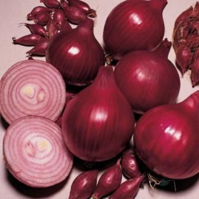 Qualtivate VXL-3AT Red Baron Onion Non GMO Seed(500 per packet)