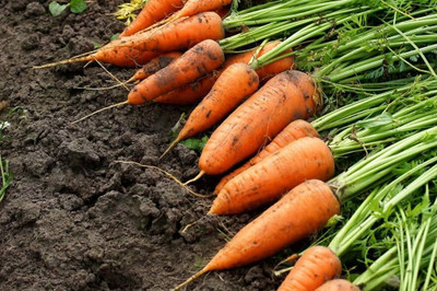 BDSresolve Carrot vegetable seeds PACK OF 154 Seed(154 per packet)