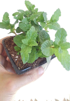 Qualtivate PUAS-8A Mojito Mint Mentha x Villosa Seed(200 per packet)