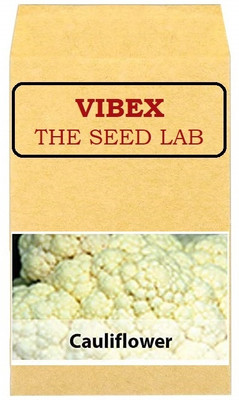 CYBEXIS Snowball Cauliflower Hybrid Seeds500 Seeds Seed(500 per packet)