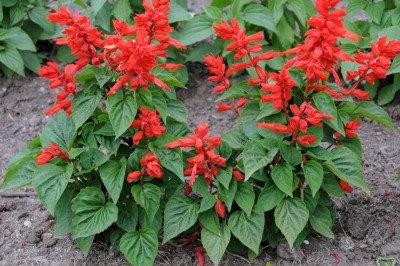 Quentova Flower Seeds Salvia Vista Red-HQ-2E Seed(50 per packet)