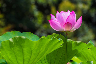 Lata lotus,kamal gatta Seed(11 per packet)