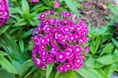 abiswas Hybrid Sweet William Double Flower Seed(177 per packet)