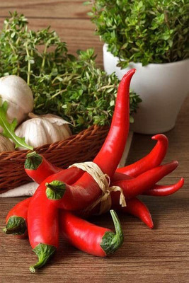 WILLVINE HUA -IX Long Red Chilli Seeds[5gm, 1000 Seeds] Seed(1000 per packet)