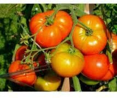 Aywal High Yield Tomato F1 RED Ruby Hybrid Seed(900 per packet)