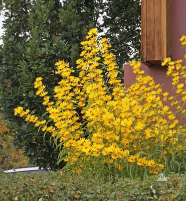 CYBEXIS VXI-87 - Maximilian Sunflower - (1350 Seeds) Seed(1350 per packet)