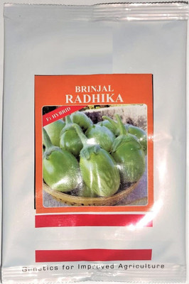 CYBEXIS PAU-11 - Radhika Hybrid F1 quality Brinjal - (1350 Seeds) Seed(1350 per packet)