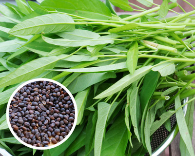 DEYS AGRO ™ water spinach seeds,kalmi sag Seed(59 per packet)