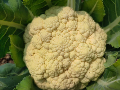 AGRODAK white cauliflower,gobhee seeds Seed(14 per packet)