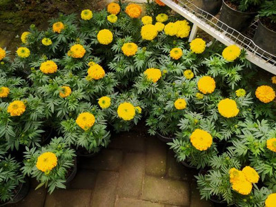 ASTRO HUB marigold,gende ka phool seeds Seed(21 per packet)