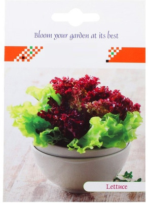 CYBEXIS Lettuce Iceberg Seed(4000 per packet)