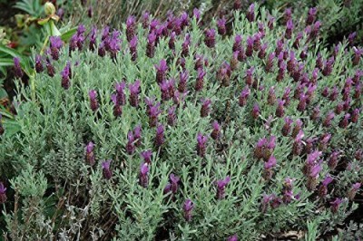 VibeX ATS-67 - Spanish Lavender - (750 Seeds) Seed(750 per packet)