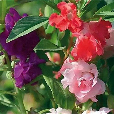 Aywal Balsam Multicolor Flower Seed(10 per packet)