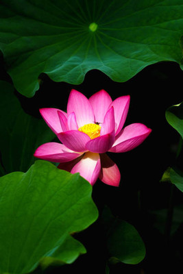 Weird lotus,kamal gatta Seed(10 per packet)