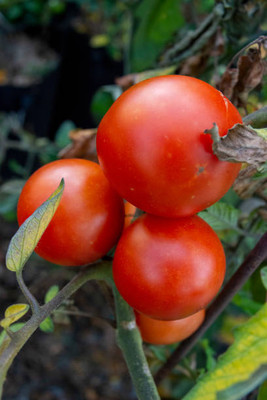SHYAM tomato Seed(140 per packet)