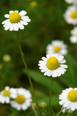 VibeX VXI-53 - Chamaemelum Nobile Roman Chamomile - (2250 Seeds) Seed(2250 per packet)