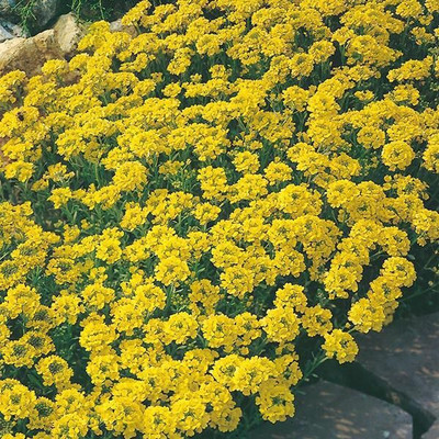 Avysa Sweet Alyssum Yellow Seed(50 per packet)
