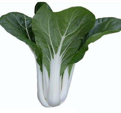 Quentova Cabbage Seeds - Pak Choi - Tall White Stem - Hybrid-VISHVA-3B Seed(300 per packet)