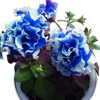 CYBEXIS Hybrid Rare Petunia Petals Blue with White Side Seeds Seed(50 per packet)