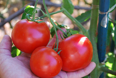 KNESSiN XI-76 Salad Tomato Carmello Seed(200 per packet)
