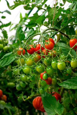 Behuria Agro Farm tomato Seed(60 per packet)