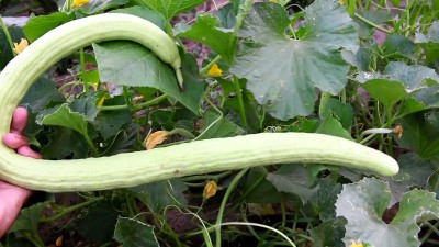 Qualtivate HUA-2A Long Melon Kakri Seeds Seed(200 per packet)