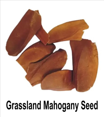 grassland Grassland Mahogany or Swietenia macrophylla seed 25g Seed(15 per packet)