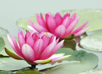 VEERAVI lotus,kamal gatta Seed(10 per packet)