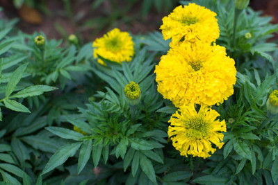 SOWCAN marigold,gende ka phool seeds Seed(21 per packet)