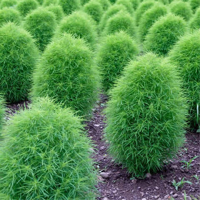 UGRA Kochia Seeds Seed(5 per packet)