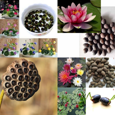ibains Red lotus seeds biij 24 Seed(24 per packet)