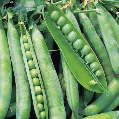 Quentova Pea Hurst Green Shaft-LNT-7H Seed(150 per packet)