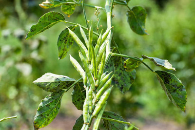 Oliver CLUSTER BEANS SEEDS Seed(31 per packet)