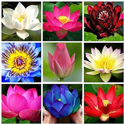 ITI ORGANIC LOTUS SEEDS, LOTUS TUBER PLANT, KAMALGATTA SEED Seed(25 per packet)