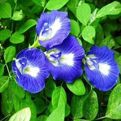 Swastik aparijitha flower seeds Seed(25 per packet)