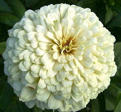 CYBEXIS XLR-6 - White Zinnia Flower - (270 Seeds) Seed(270 per packet)