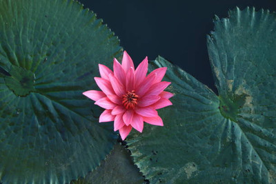Digibusy lotus,kamal gatta Seed(10 per packet)