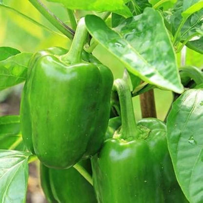 Arshiayat Capsicum Hybrid Seed(175 per packet)